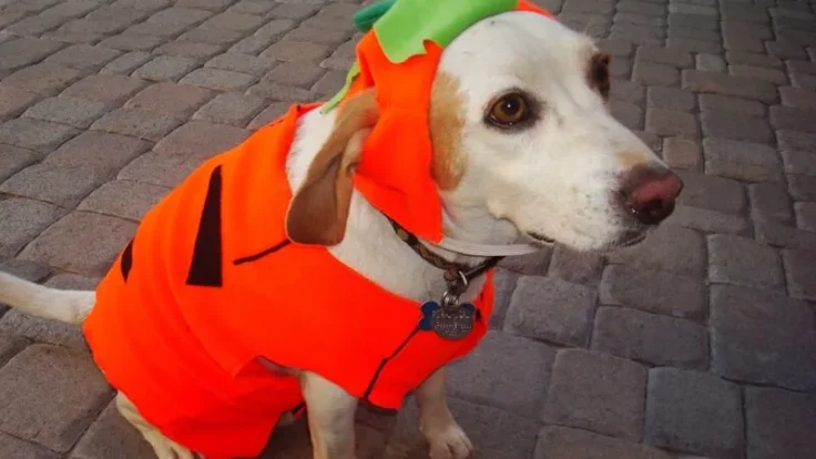 Dog pumpkin costume