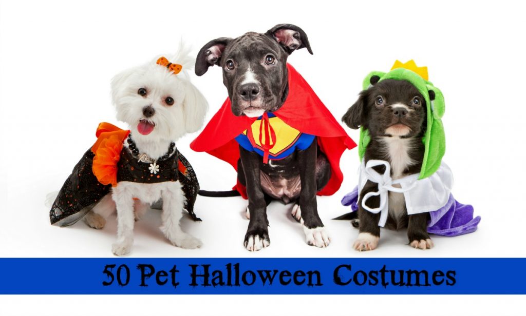 50 Awesome and Adorable Pet Halloween Costumes